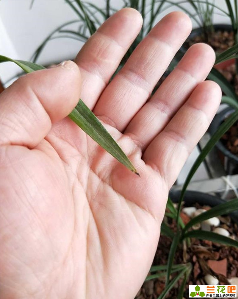 兰花黑尖和焦尖有什么区别,刚种植的兰花为什么会焦尖