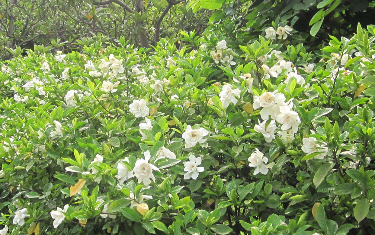 养栀子花的方法和注意事项有哪些,栀子花怎么养开花多不黄叶