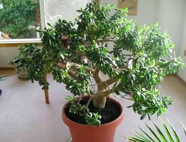 怎样修剪让玉树往高长,如何使盆栽玉树长得旺盛