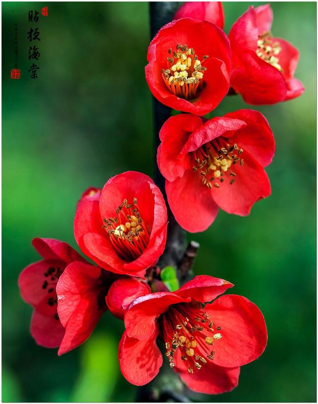 红肥绿富竞芳菲，海棠花开正当时。,咏海棠花/文