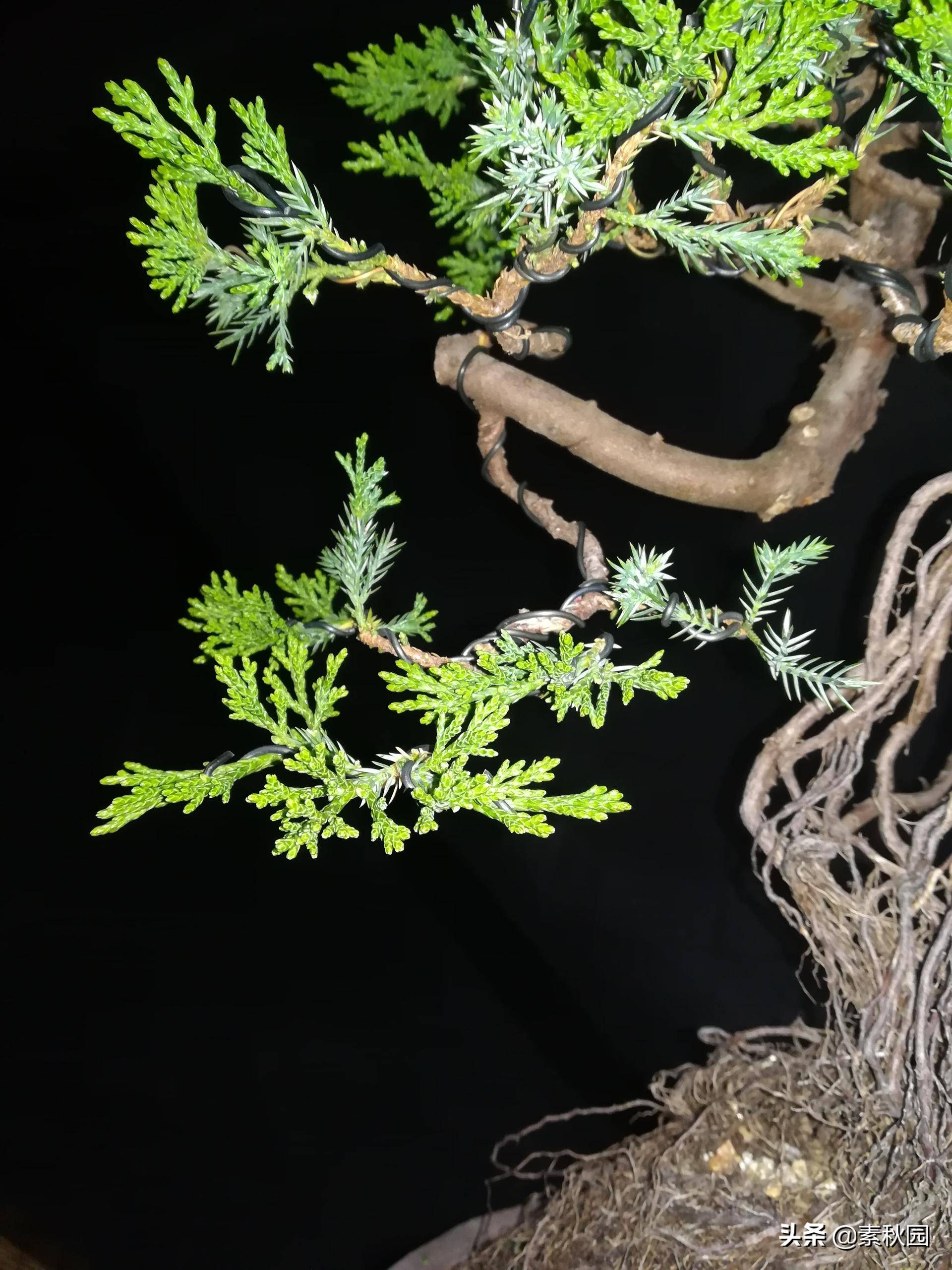 柏树盆景教学!从零开始,教你如何制作一棵漂亮的柏树盆景!