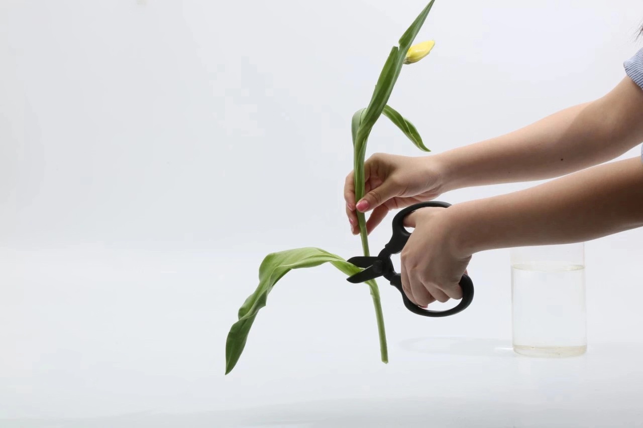 郁金香花茎下垂怎么补救,郁金香花歪了怎么扶正