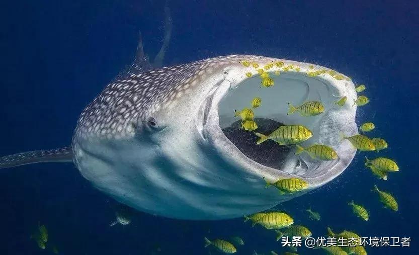 深海里能发光的动物,深海24米的巨型鲨鱼