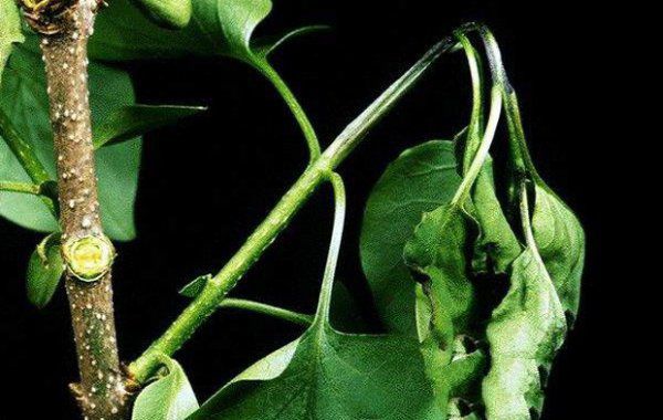 梨树火疫病用什么药治,梨树炭疽病最佳治疗方法