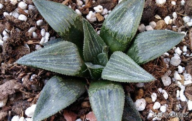 多肉十二卷寿的窗口怎么不透明,多肉热点话题