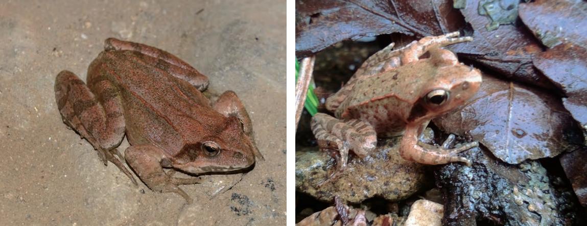 2015年林蛙多少钱一斤,2020年林蛙