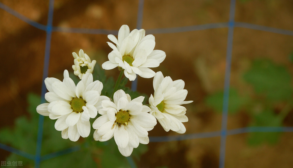 每个十一月生日对应的生日花,365天每天代表生日的花有哪些