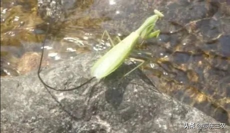 农村路上和水边看到会动的铁丝不要碰，对人真的有伤害呢？