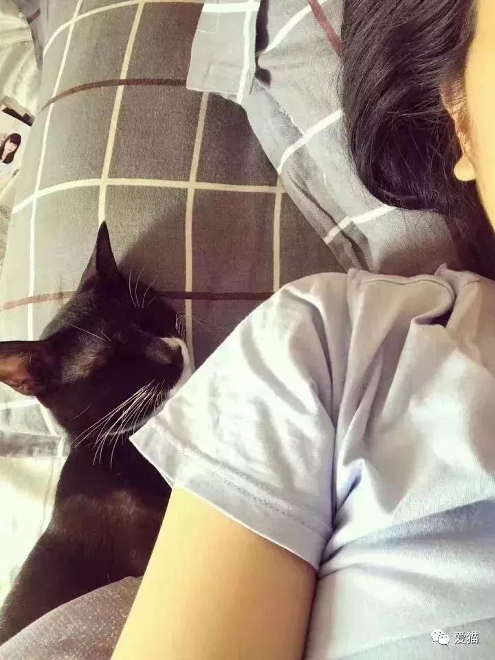 猫是否知道自己是猫,猫知自己是猫么