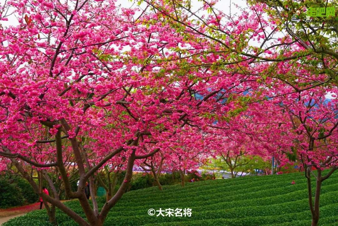 过年了你的爱车清洗了吗,新春要把你的爱车打扮美美的