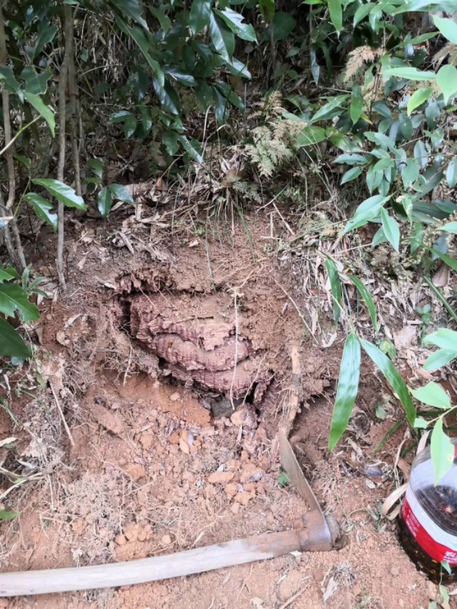 马蜂可以泡几次,马蜂特别多