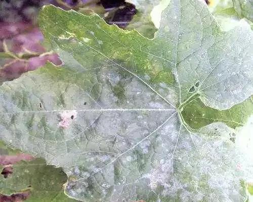 对付花白粉病的最好方法,黄粉病怎样治疗才能彻底根除