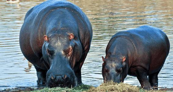 最强十大动物排名东北虎排位第一,十大最强动物战斗力排行榜