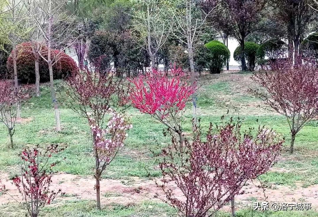 洛阳洛宁张便玲——清明游洛宁滨河公园