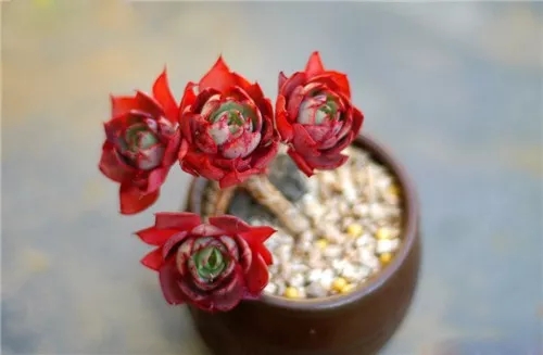 多肉老桩速成法，根本用不了三五年！美的大开眼界