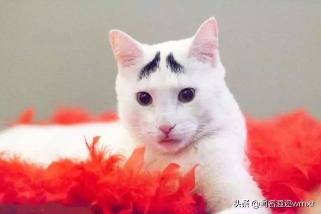 你有猫病表情包,你有猫病啊图片