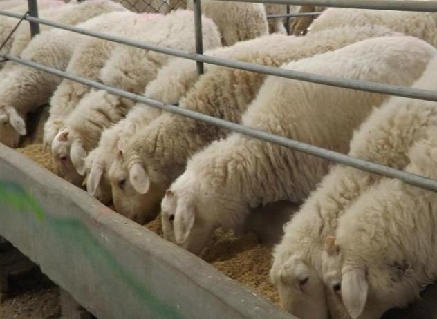 羊消化不良腹泻喂什么中药好,羊消化不良小偏方