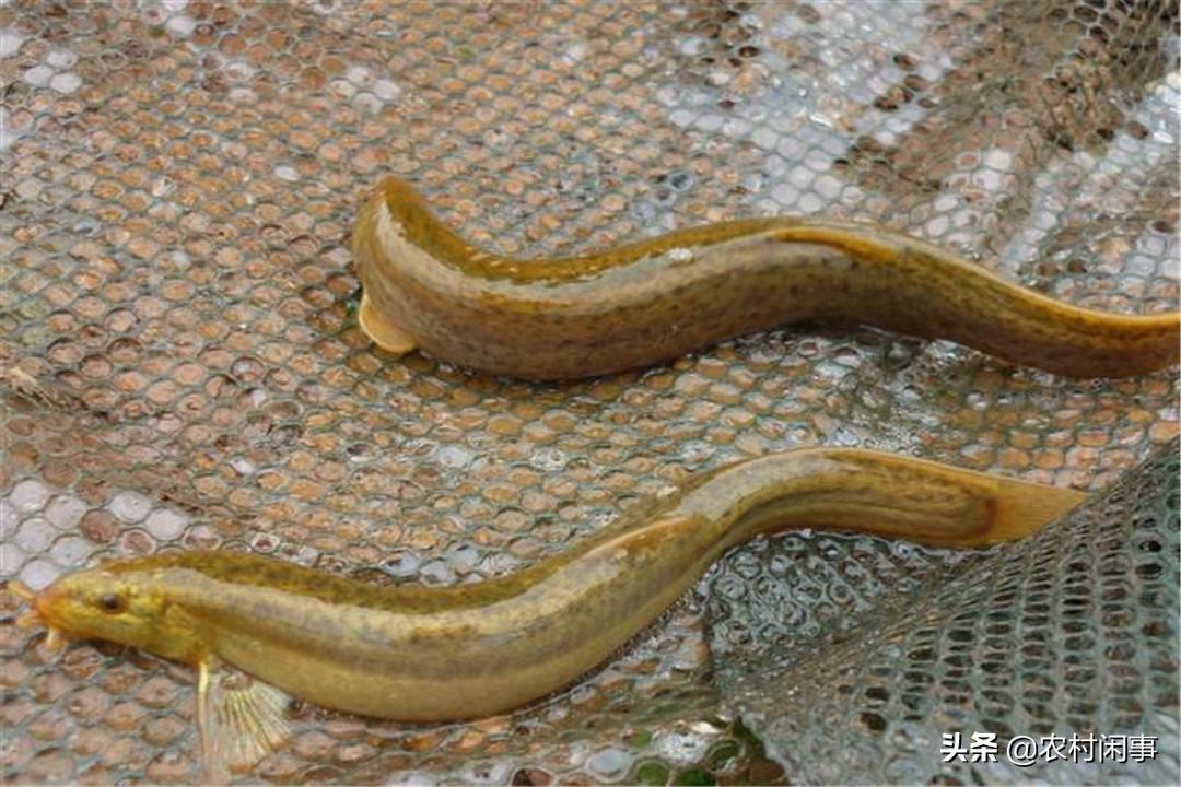 泥鳅养殖需要哪些条件和要求,泥鳅养殖要哪些条件