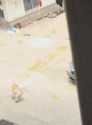 真鳄鱼皮鞋搞笑,鳄鱼皮鞋搞笑视频