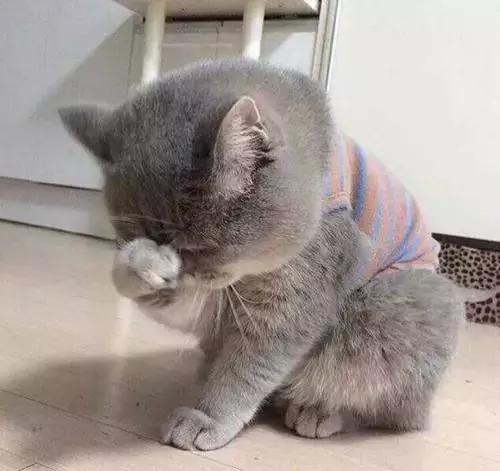 福懋动物医院看病贵吗,福懋动物医院猫科