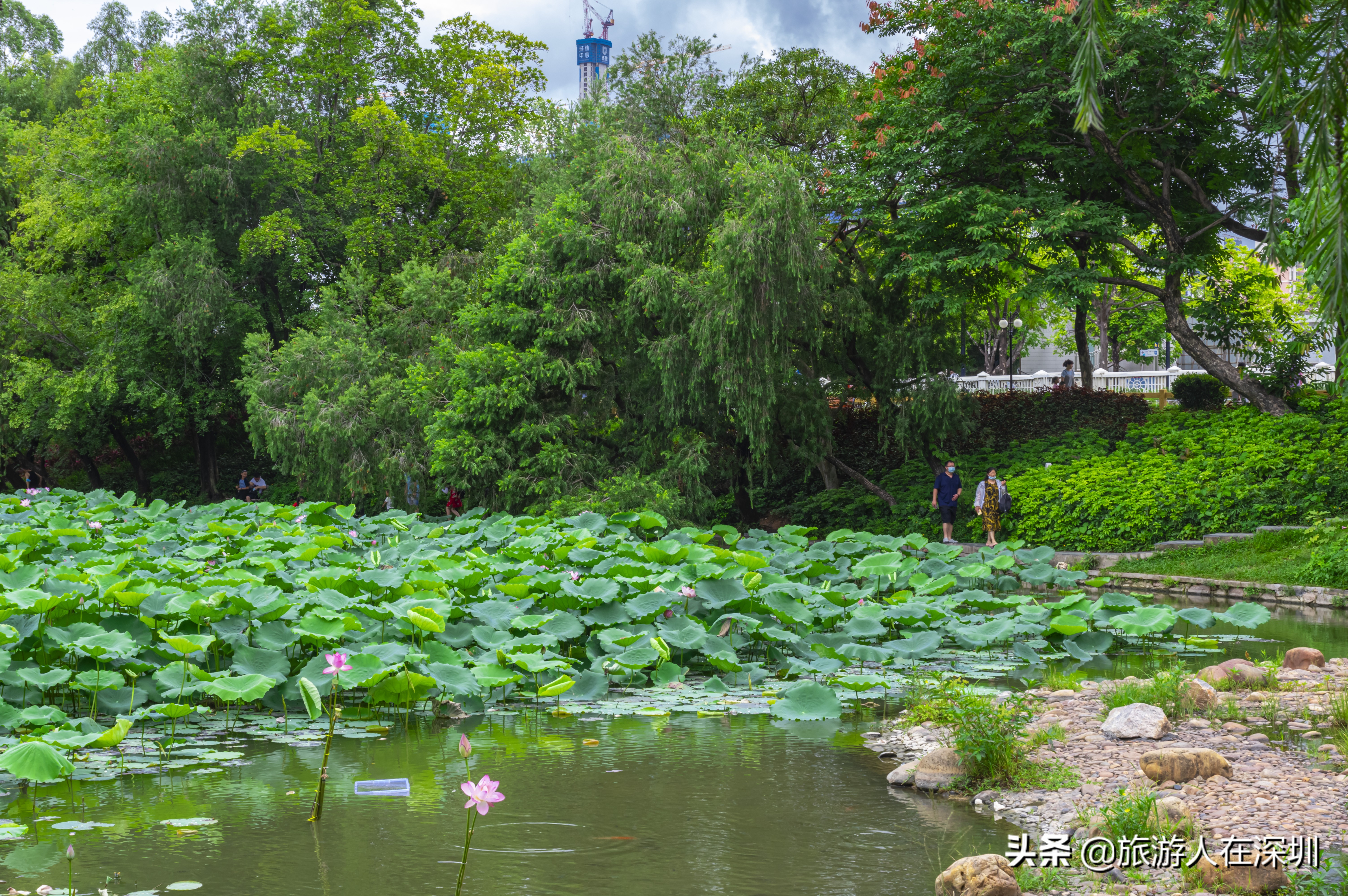 实拍深圳洪湖公园,深圳洪湖公园游玩攻略图