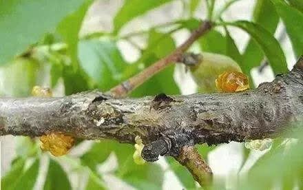 桃树果实流胶是什么原因如何防治,桃树流胶和穿孔病用什么药