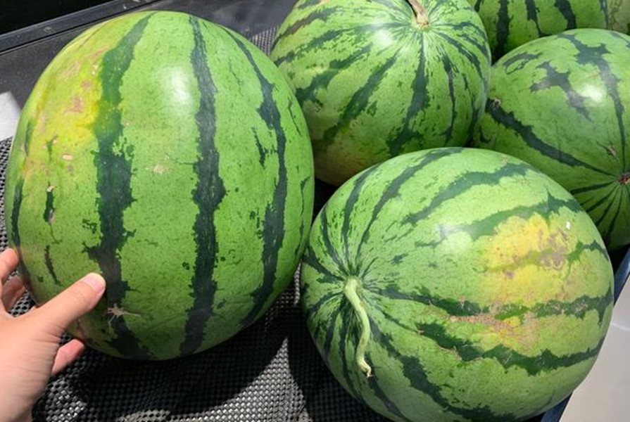 买西瓜时把所有西瓜拍一遍,为什么买西瓜要用手拍两下