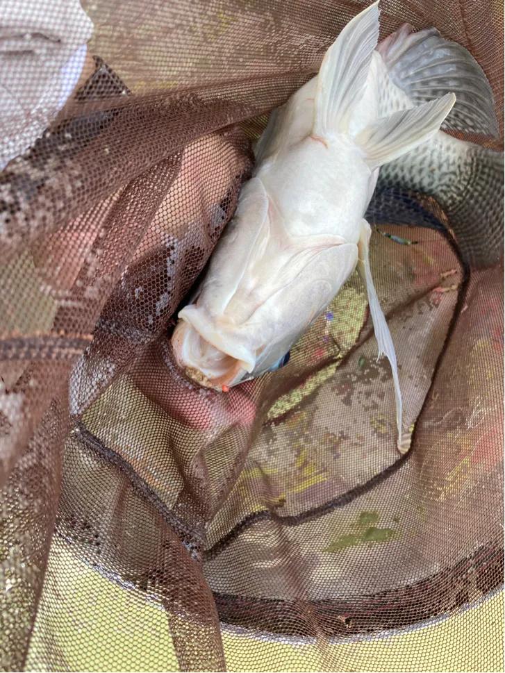 钓鱼防脱技巧 (自测钓鱼技巧和方法)