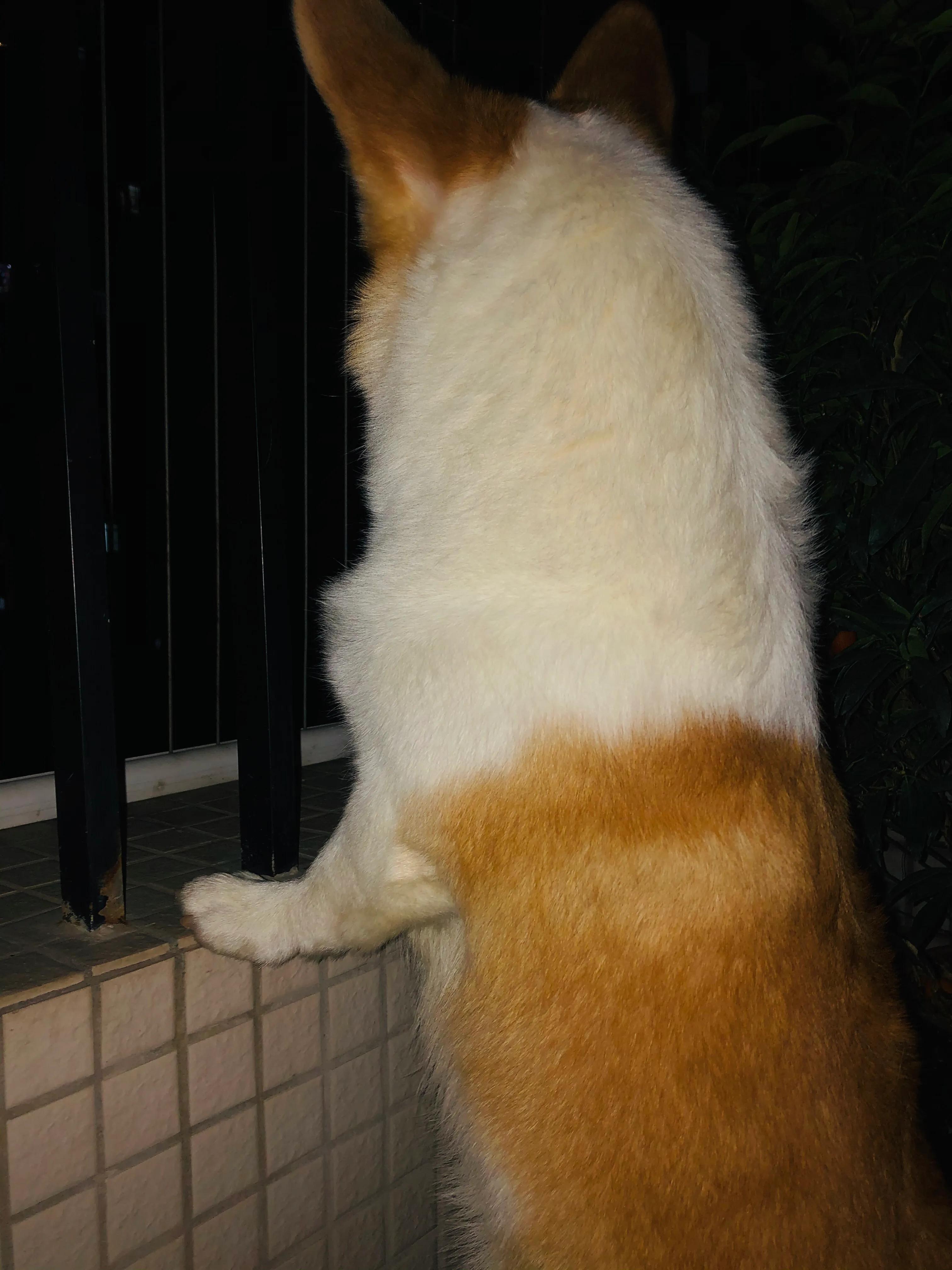 狗狗生病了你不要难过,狗狗生病了永远的离开了我