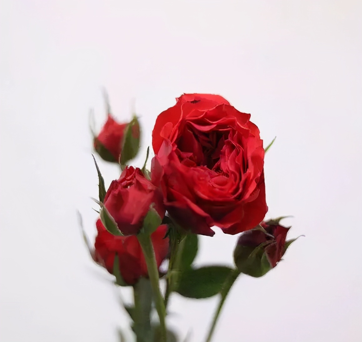 花店必备的5款玫瑰,鲜花图鉴一次性认识30种玫瑰花