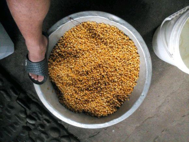 鱼为什么喜欢吃麦子,鱼为什么喜欢吃虾饵