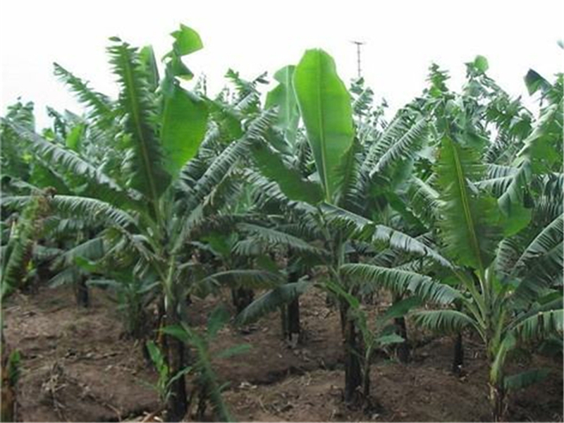 香蕉抽蕾受冻害什么症状,香蕉霜冻后处理方法