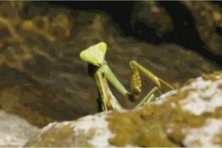 韩国铁线虫入侵电影完整版,韩国爆发铁线虫病是真的吗