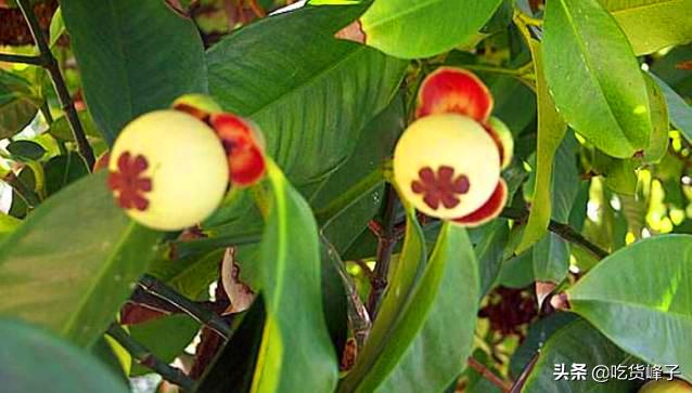 山竹壳的十大妙用,山竹壳别丢掉留着有用途