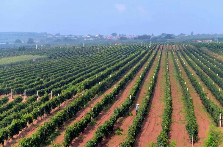 乡宁戎子酒庄游玩,戎子酒庄天骄