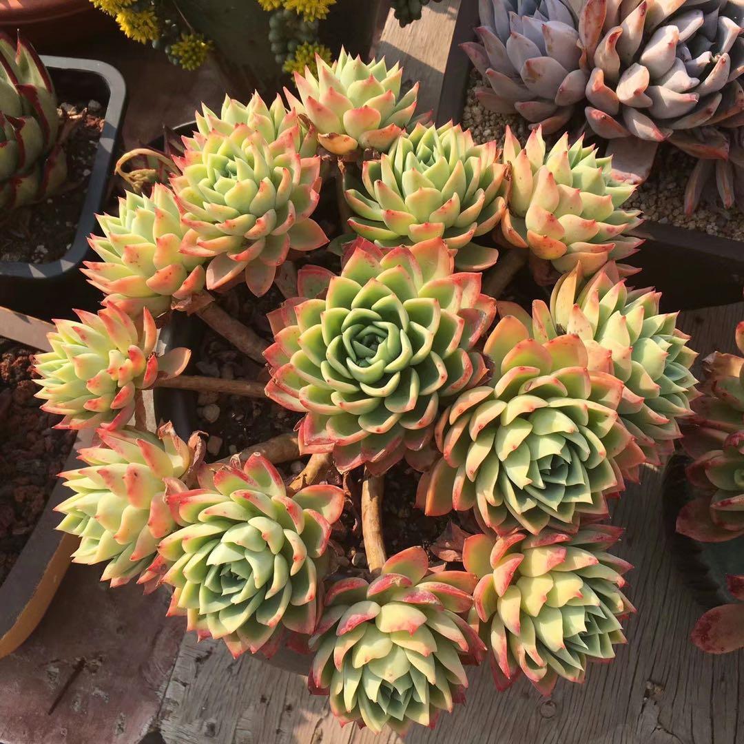 多肉怎么度过夏天,多肉夏季可以安全的度过夏季吗