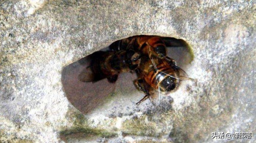 挖不开撬不动的深洞蜜怎么取？专家也摇头，农村人的土办法就是好