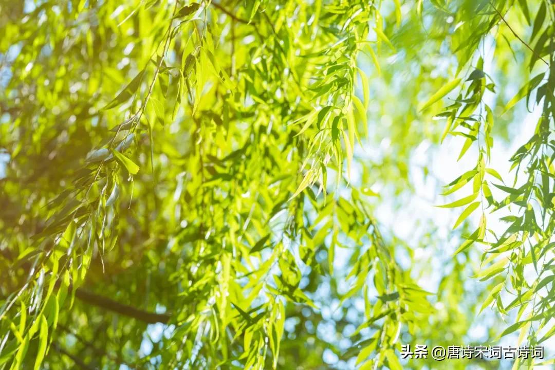 昨夜春风至堂前,昨夜春风花满枝