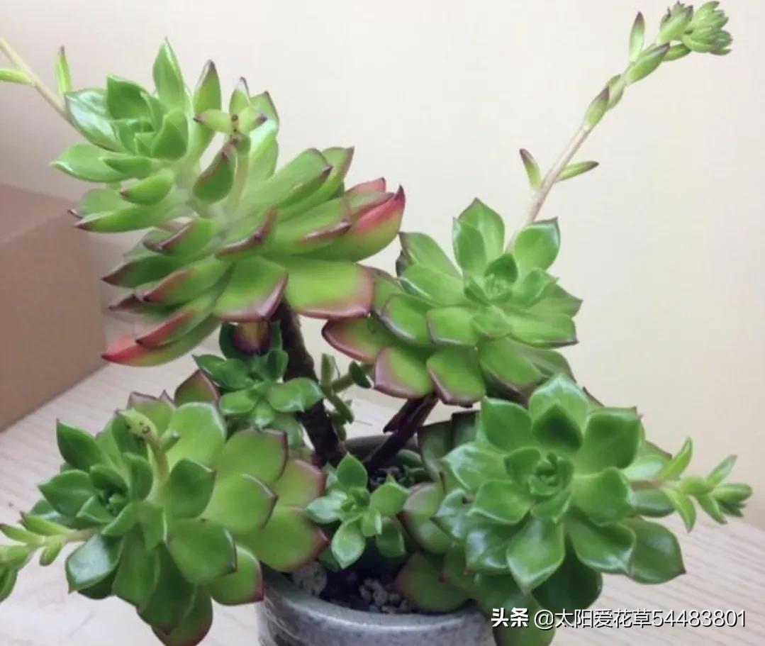 哪些多肉夏季怕太阳晒,冬季多肉植物徒长了怎么办