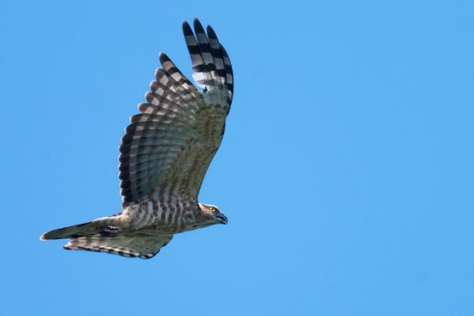 索尼alpha6000使用方法,索尼alpha6000使用技巧