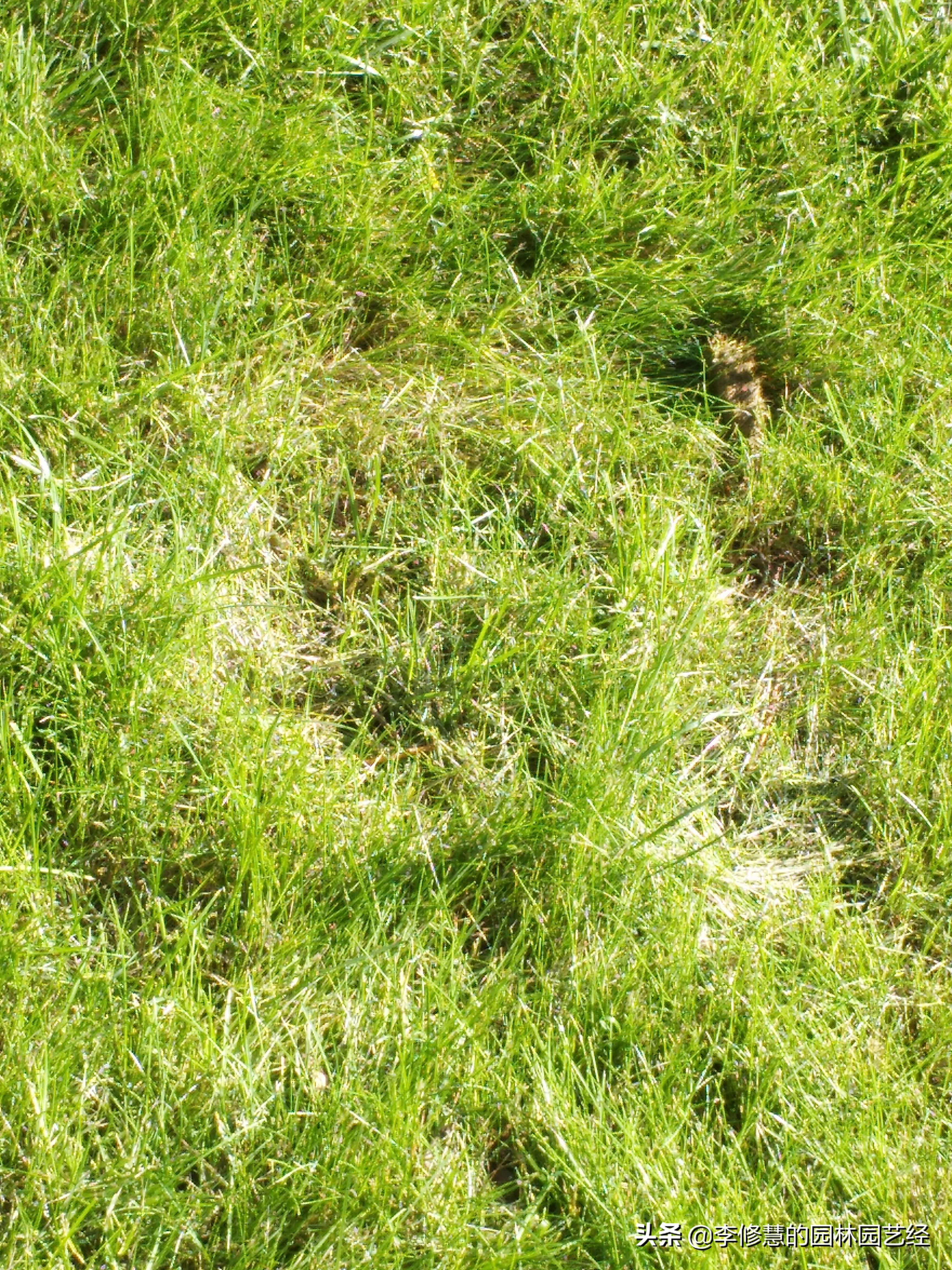 草坪怎么做防虫,草坪怎么施工不长杂草