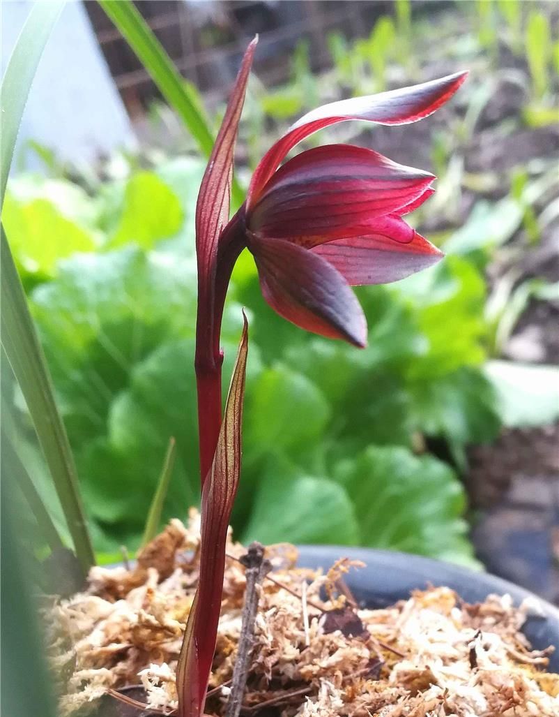 云南红河红兰花,云南红河精品兰花