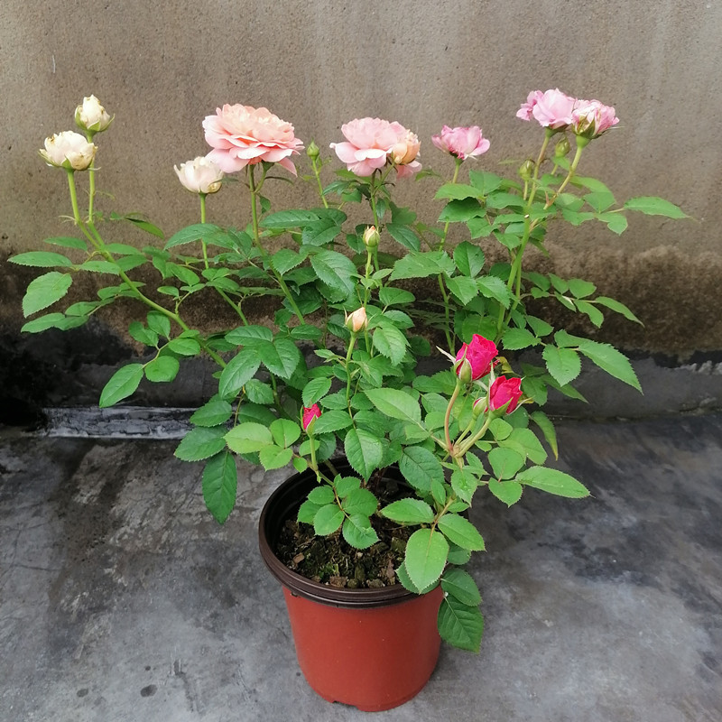 月季叶片耷拉发蔫怎么办,月季叶子卷曲萎蔫怎么恢复