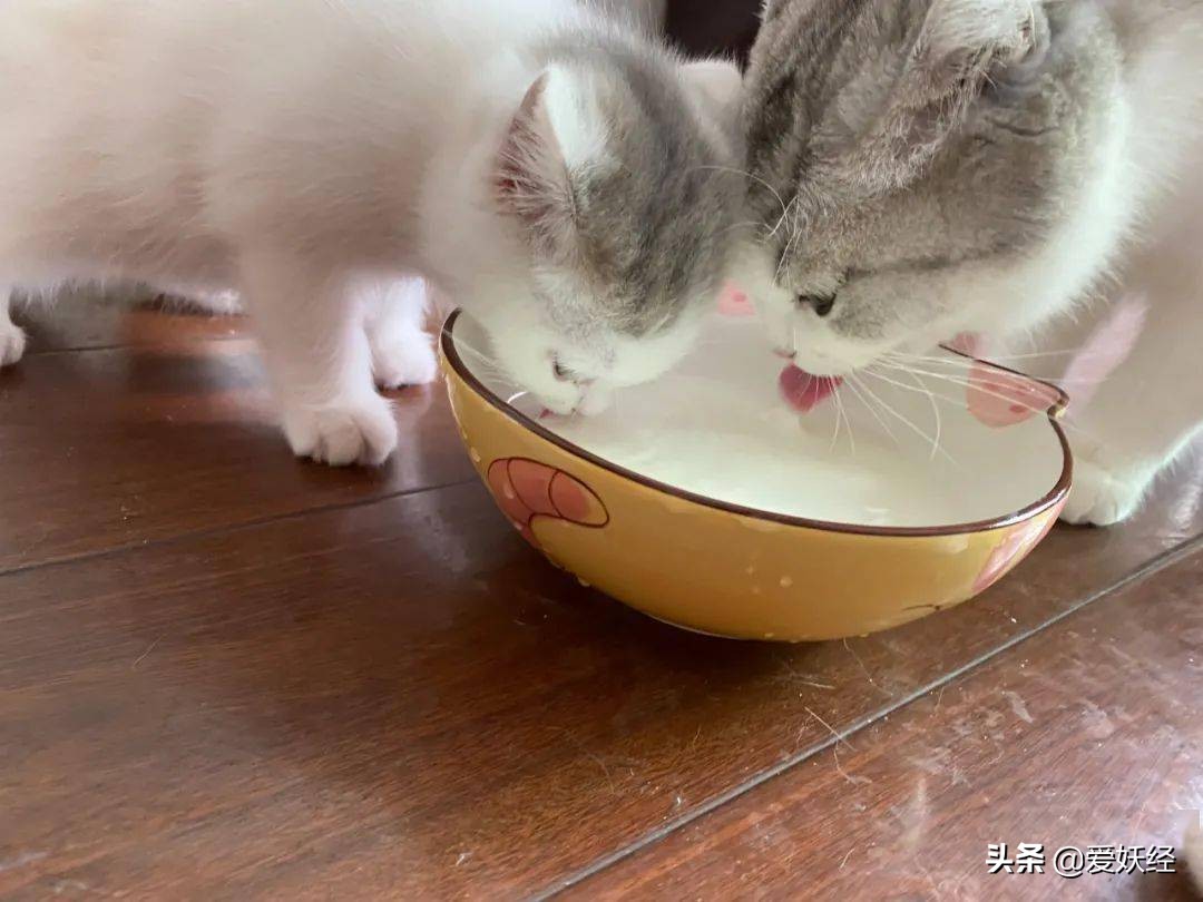 reddog红狗羊奶粉测评,红狗狗狗羊奶粉测评