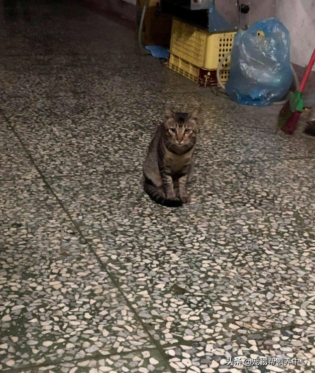 流浪猫是如何找到投喂的猫粮,流浪猫喂过一次找不到了怎么办