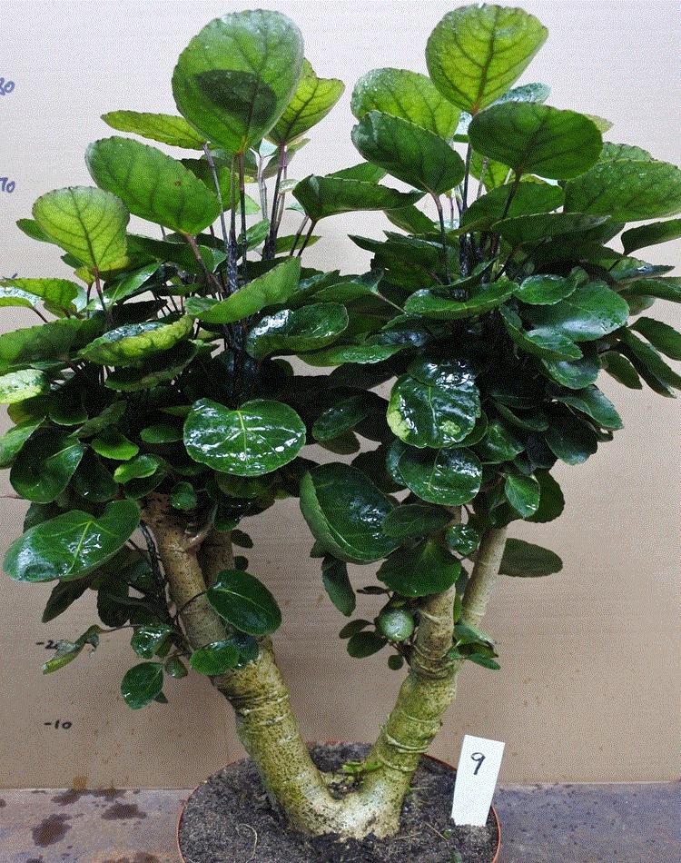 十种最旺客厅花,6种转运花