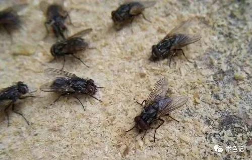 浴室里的小苍蝇,厕所里的苍蝇