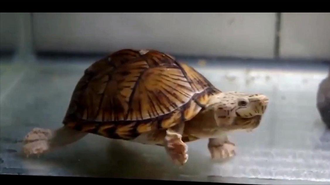 猪肉降价了我们能吃吗,现在什么蛋龟在降价