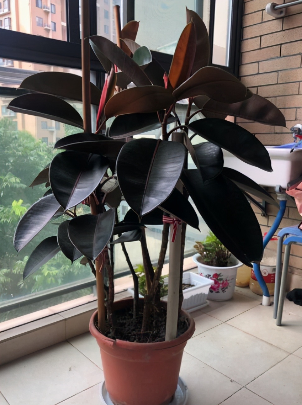 新手应该掌握的12个养花技巧,养花技巧记住这4点才算入门