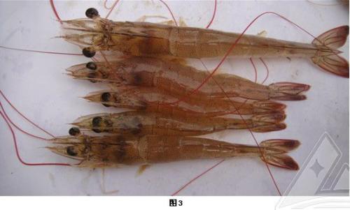 对虾红腿应激是什么原因,对虾应激红须症状判定